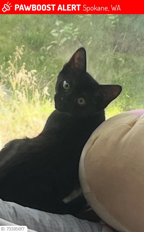 Lost Female Cat last seen Wall, Spokane, WA 99218
