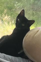 Lost Female Cat last seen Wall, Spokane, WA 99218