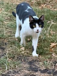 Reunited Male Cat last seen Orleans Primary School, Greater London, England 