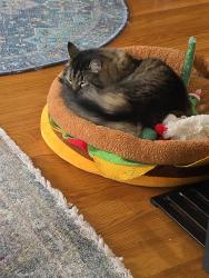 Reunited Female Cat last seen Laguna Honda, San Francisco, CA 94127