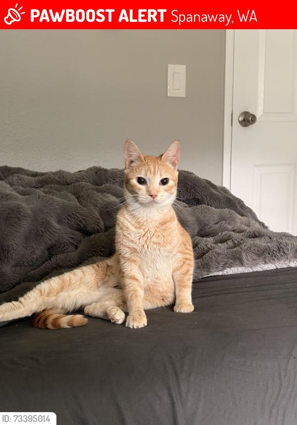 Lost Female Cat last seen Corner of Pirnie Rd E, and B St E Spanaway Wa, Spanaway, WA 98387