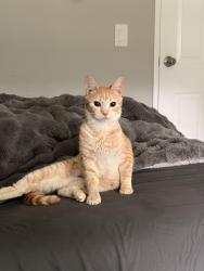 Lost Female Cat last seen Corner of Pirnie Rd E, and B St E Spanaway Wa, Spanaway, WA 98387