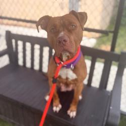 Shelter Stray Female Dog last seen , Animal Care & Control Team of Philly, 111 W Hunting Park Ave, Philadelphia, PA 19140, USA