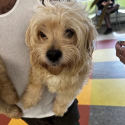 Shelter Stray Female Dog last seen , Animal Care & Control Team of Philly, 111 W Hunting Park Ave, Philadelphia, PA 19140, USA