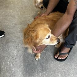 Shelter Stray Male Dog last seen , Animal Care & Control Team of Philly, 111 W Hunting Park Ave, Philadelphia, PA 19140, USA