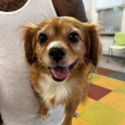 Shelter Stray Female Dog last seen , Animal Care & Control Team of Philly, 111 W Hunting Park Ave, Philadelphia, PA 19140, USA
