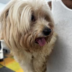 Shelter Stray Male Dog last seen , Animal Care & Control Team of Philly, 111 W Hunting Park Ave, Philadelphia, PA 19140, USA