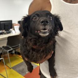 Shelter Stray Female Dog last seen , Animal Care & Control Team of Philly, 111 W Hunting Park Ave, Philadelphia, PA 19140, USA