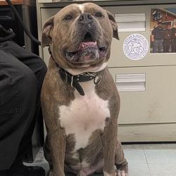 Shelter Stray Male Dog last seen , Animal Care & Control Team of Philly, 111 W Hunting Park Ave, Philadelphia, PA 19140, USA
