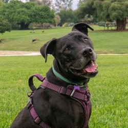 Shelter Stray Male Dog last seen , 361 S Raymond Ave, Pasadena, CA 91105, USA