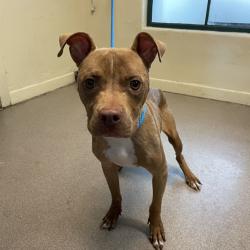 Shelter Stray Female Dog last seen , 361 S Raymond Ave, Pasadena, CA 91105, USA