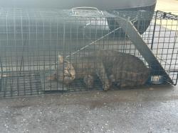 Found/Stray Male Cat last seen 27th and okeechobee rd, Fort Pierce, FL 34947