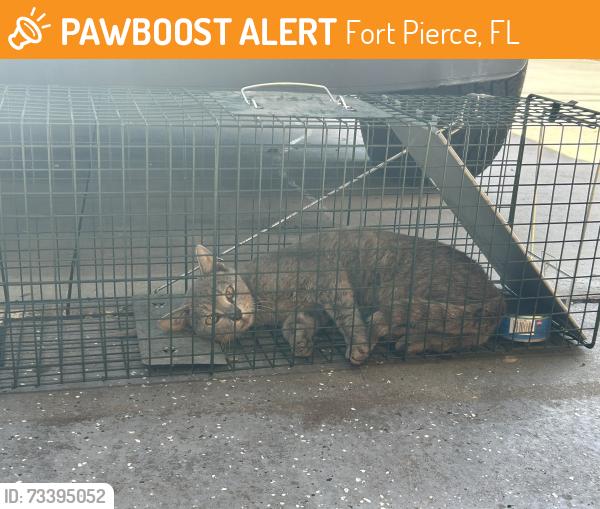 Found/Stray Male Cat last seen 27th and okeechobee rd, Fort Pierce, FL 34947