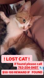 Lost Female Cat last seen ravoux road, Chaska, MN 55318