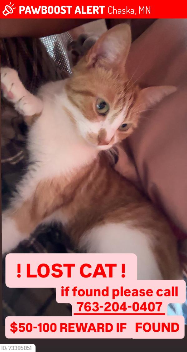 Lost Female Cat last seen ravoux road, Chaska, MN 55318