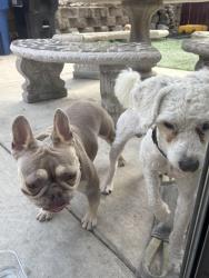 Found/Stray Unknown Dog last seen College and mesa, Oceanside, CA 92057