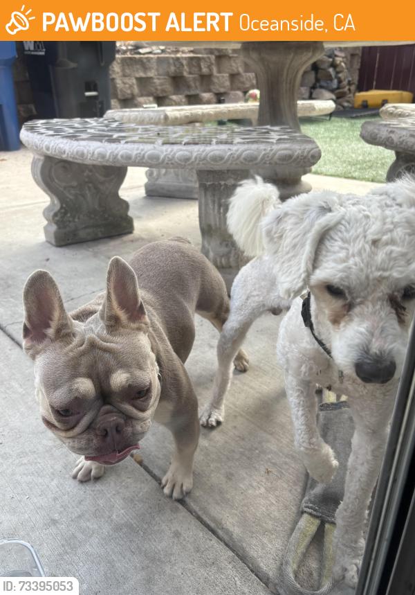 Found/Stray Unknown Dog last seen College and mesa, Oceanside, CA 92057