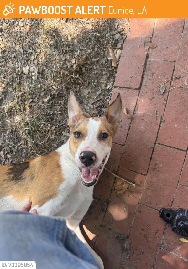 Found/Stray Female Dog last seen Prairie Acadian cultural center, Eunice, LA 70535