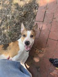 Found/Stray Female Dog last seen Prairie Acadian cultural center, Eunice, LA 70535