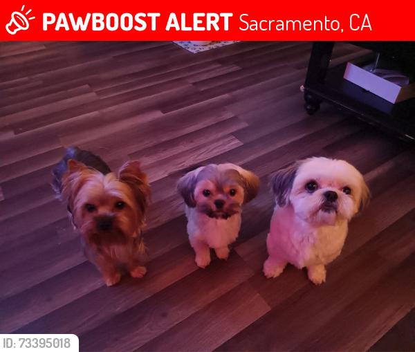 Lost Male Dog last seen Elvas & 45th, Sacramento, CA 95819