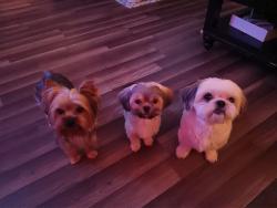 Lost Male Dog last seen Elvas & 45th, Sacramento, CA 95819