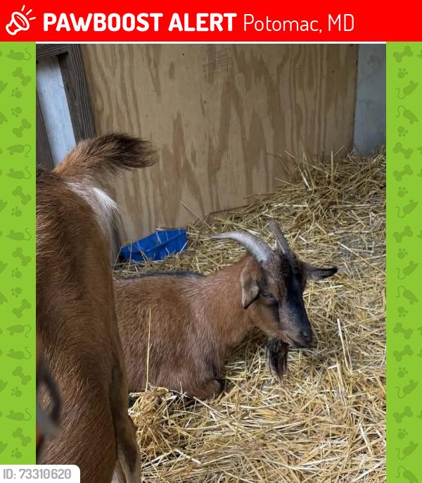 Lost Female Other last seen Rolling Road Potomac Maryland, Potomac, MD 20854
