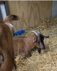 Lost Female Other last seen Rolling Road Potomac Maryland, Potomac, MD 20854
