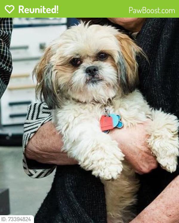 Reunited Male Dog last seen Harvest Lane Ct and Old Orchard, near Old Orchard Elementary School, Columbus, OH 43213