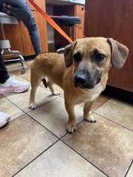 Found/Stray Male Dog last seen Near and sunset drive Miami fl, Miami, FL 33173