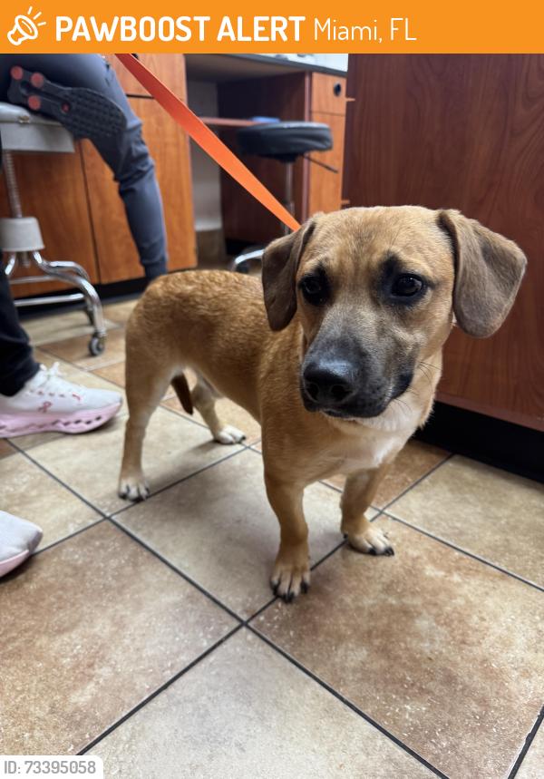 Found/Stray Male Dog last seen Near and sunset drive Miami fl, Miami, FL 33173
