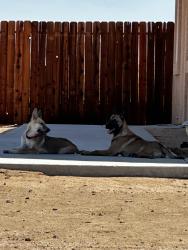 Found/Stray Unknown Dog last seen Lehigh St & South Loop Bl, California City, CA 93505