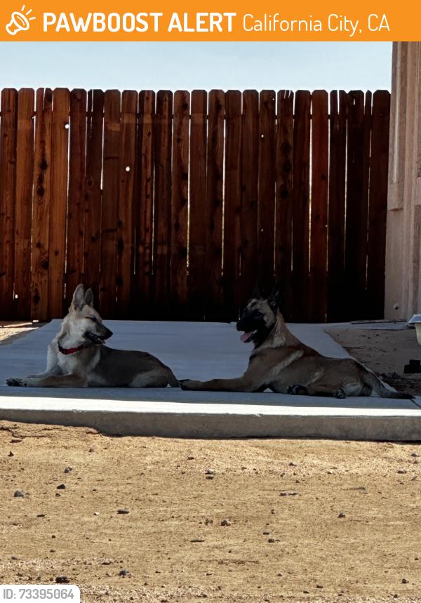 Found/Stray Unknown Dog last seen Lehigh St & South Loop Bl, California City, CA 93505
