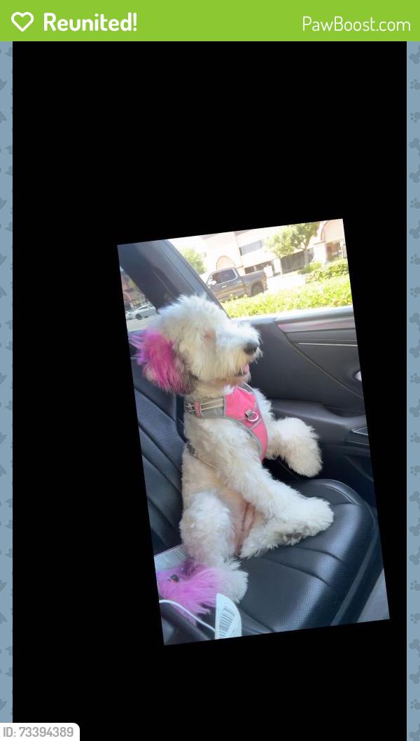 Reunited Female Dog last seen Bullis ave, Lynwood, CA 90262