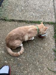 Found/Stray Unknown Cat last seen Near Emberdale dr, Woodbridge, VA 22193