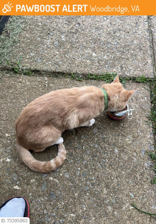 Found/Stray Unknown Cat last seen Near Emberdale dr, Woodbridge, VA 22193