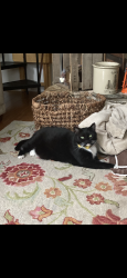 Lost Male Cat last seen Near block Oakland road Dover Pa, Weigelstown, PA 17315