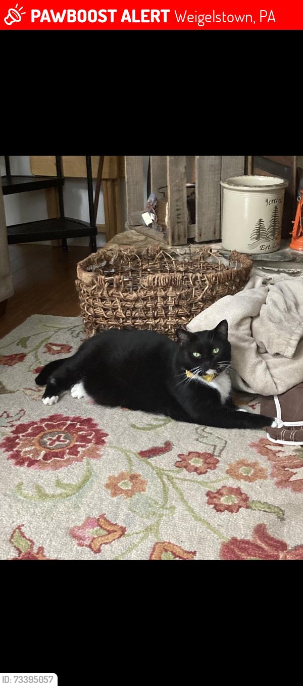 Lost Male Cat last seen Near block Oakland road Dover Pa, Weigelstown, PA 17315