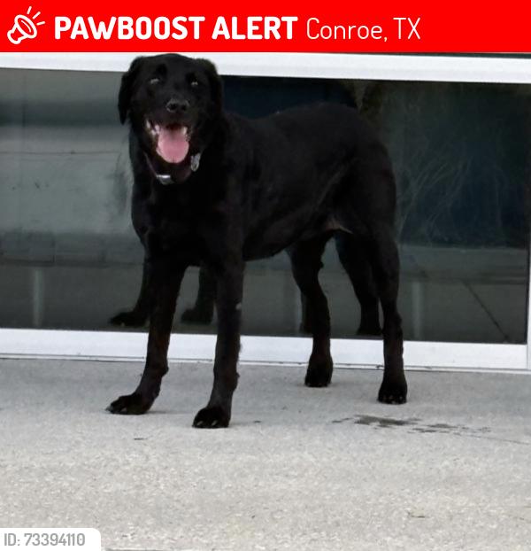 Lost Female Dog last seen Near Conroe, Tx, Conroe, TX 77384
