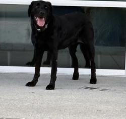 Lost Female Dog last seen Near Conroe, Tx, Conroe, TX 77384