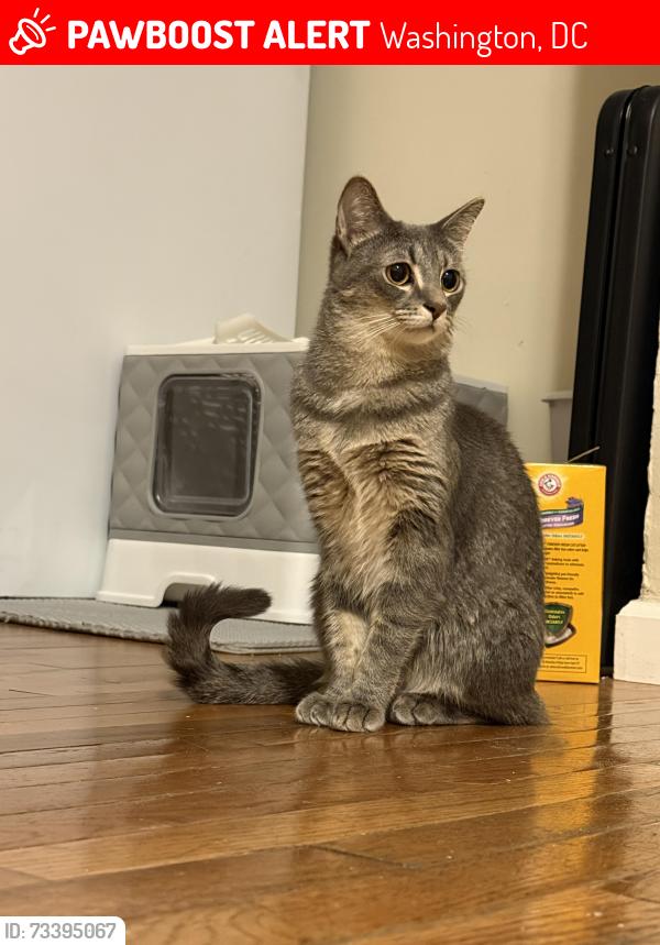 Lost Female Cat last seen Back side of the 19th st there is a ally behind my backyard, Washington, DC 20002