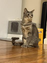 Lost Female Cat last seen Back side of the 19th st there is a ally behind my backyard, Washington, DC 20002
