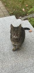 Found/Stray Unknown Cat last seen Melden Drive Brunswick, Brunswick, ME 04011