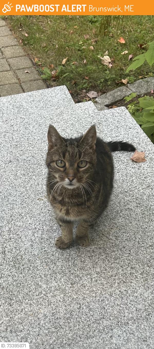 Found/Stray Unknown Cat last seen Melden Drive Brunswick, Brunswick, ME 04011