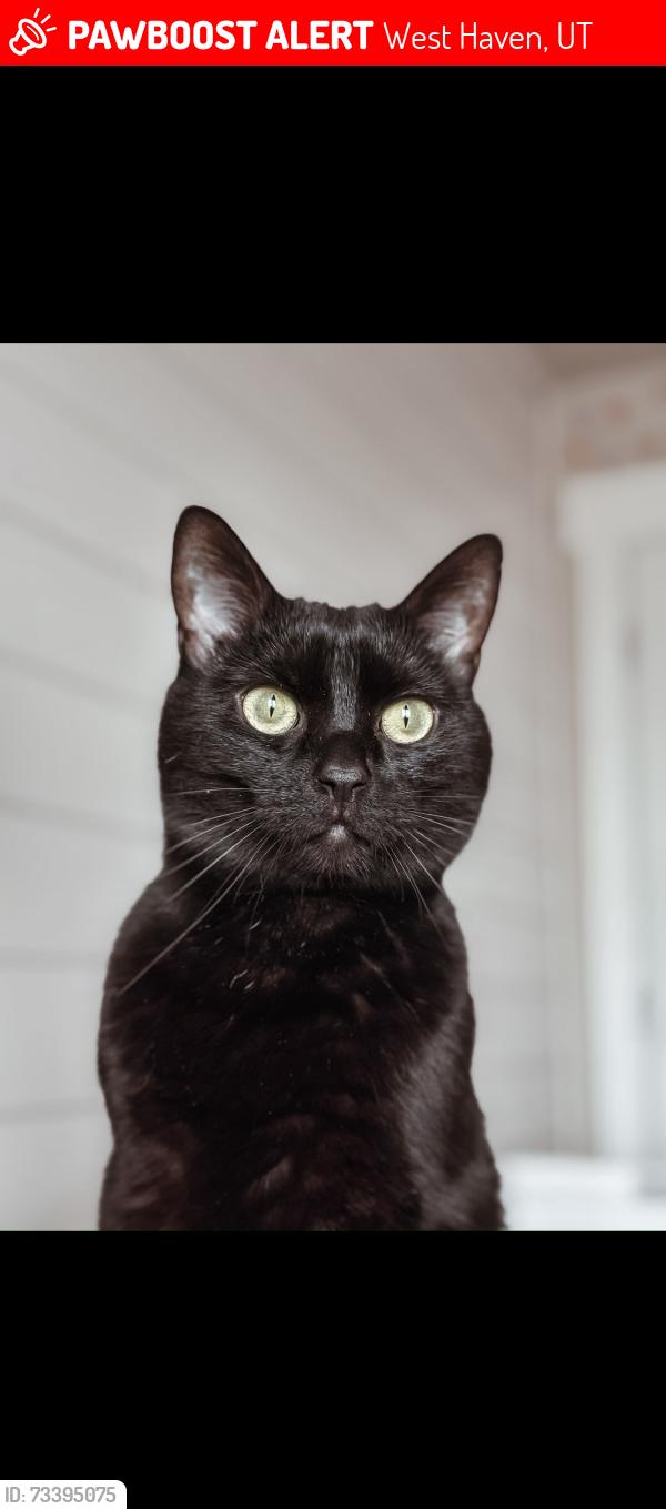 Lost Male Cat last seen Near w 3350 south, West Haven, UT 84401