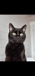 Lost Male Cat last seen Near w 3350 south, West Haven, UT 84401
