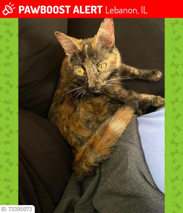 Lost Female Cat last seen Walking trail near McKendree apmts., Lebanon, IL 62254