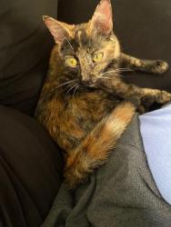 Lost Female Cat last seen Walking trail near McKendree apmts., Lebanon, IL 62254