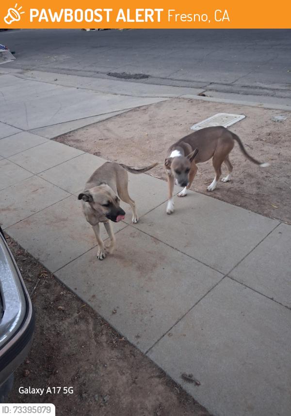 Found/Stray Female Dog last seen Emerson and Hughes, Fresno, CA 93705
