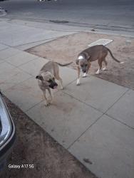 Found/Stray Female Dog last seen Emerson and Hughes, Fresno, CA 93705