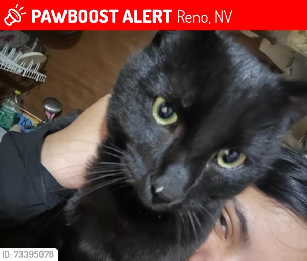Lost Male Cat last seen HELENA AVE, Reno, NV 89512